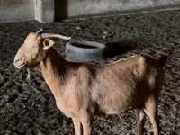 ماعز (دفعة، الجنس غير محدد), Nubian Goat — الصورة 2