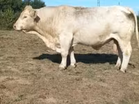 Buğa, Charolais cattle — foto 1