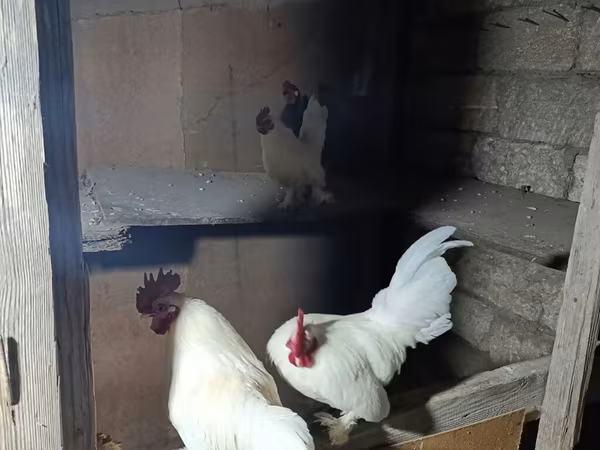 Chickens — Azərbaycan