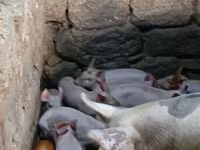 Säue, Schweine — Foto 1