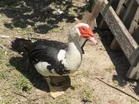 Domestic Muscovy — photo 3