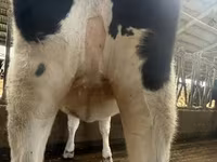 Cow, Holstein breed — photo 5