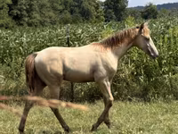 घोड़ा, Kentucky mountain daddle horse — फ़ोटो 8