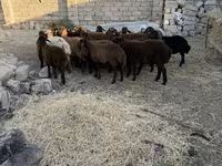 Qoç, Qoyunlar — foto 3