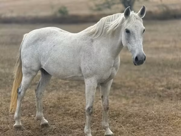 Mare, Shagya