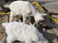 Keçi, Saanen goat — foto 4