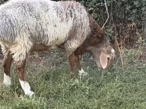 Qoç, Rhon sheep