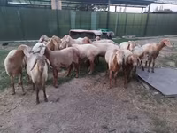 Ram, Rhon sheep — photo 6