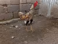 Chickens — Foto 1