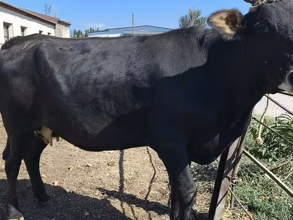 Krava, Holštýnské plemeno