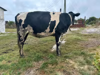 Cow, Russian Black pied cattle — photo 2
