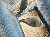 Nymph quşları (Cockatiel) – 2 ədəd, qəfəs və aksesuarlarla birlikdə — photo 2