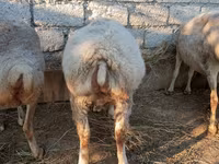 Sheep, Sheep — photo 3