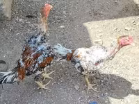 Chickens — Foto 4