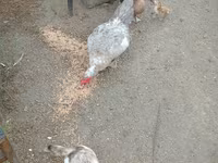 Ducks — 照片 1