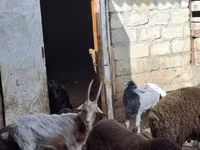 绵羊（批次，未指定性别）, Sheep — 照片 1