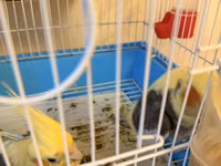 Nymph (cockatiel) cütlüyü və qəfəs komplekti - Növ: Nymph paraket — 照片 4