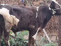 Buğa, Qırmızı-ləkəli cins — foto 7