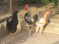 Japanese Bantam — photo 1