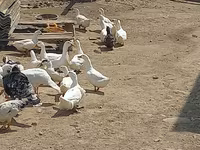 Ducks — foto 1