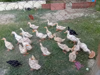 German Pekin — photo 1