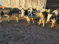 Vaca, Russian Black pied cattle — foto 2