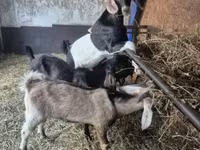 Kozel, Nubian Goat — foto 3