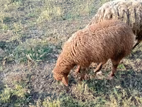 Ram, Sheep — photo 2