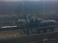 Qoç, Qoyunlar — foto 4