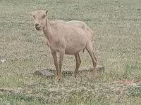 Kozel, Alpine goat — foto 2