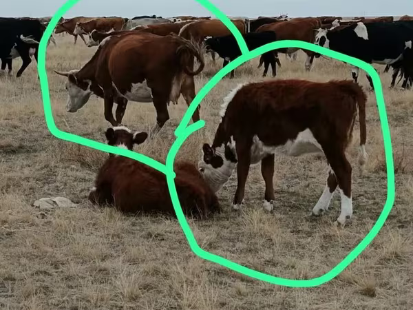 Vaca, Simmental cattle