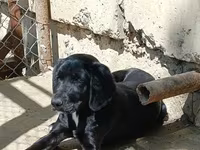 Labrador Retriever, Dişi cinsidir, 8-9 aylıqdı, baxmağa vaxt yoxdu — 照片 1