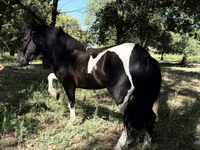 Caballos (lote, sexo no especificado), American shetland pony — foto 1