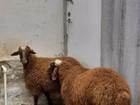 Qoç, Qoyunlar — foto 2