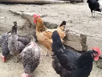 Chickens — الصورة 6