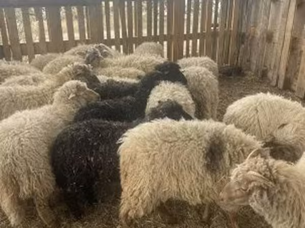 Owce (partia, płeć nieokreślona), Suffolk sheep