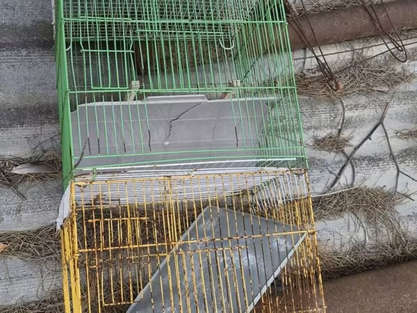 Balaca ölcdeiran qefesi hemi satılır hemi papuqayla barter olunur