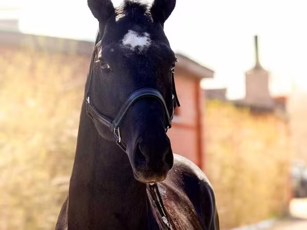 Aygʻir, Thoroughbred horse