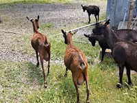 Dişi keçi, Murcia-Granada goats — foto 1