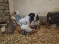 Brahma — photo 1