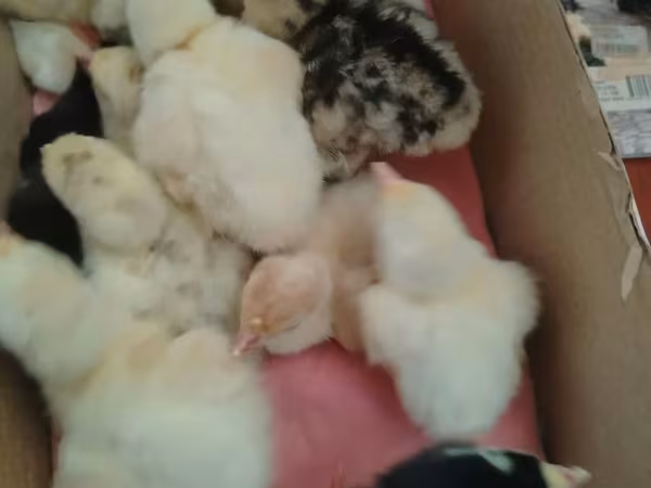 Chickens — Azerbaijan