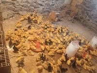 Ducks — foto 1