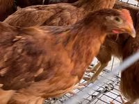Chickens — Foto 3