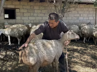 Sheep, Sheep — photo 1