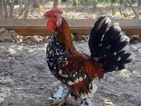 Chickens — foto 5