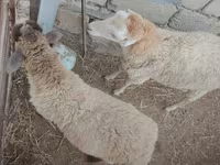 Sheep, Sheep — photo 2