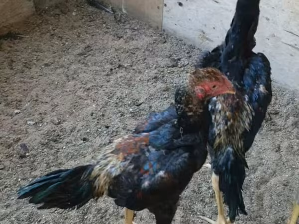 Shamo chickens — Azerbaijan