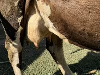 Vaca, Swiss cattle — foto 2
