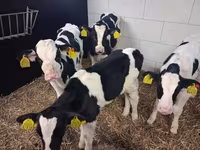 Býk, Russian Black pied cattle — foto 2