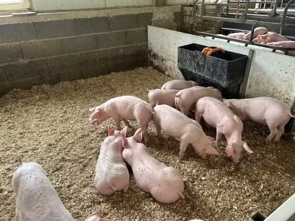 सूअर (लॉट, लिंग निर्दिष्ट नहीं), 